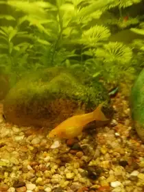 chovná samice gold molla