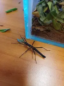 Pseudophasma subapterum - vlastní odchov