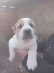 Středoasijský ovčák – štěňata