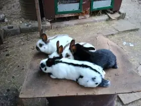 Odstávčata na dokrmení