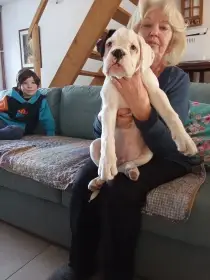 Německý boxer/pes/