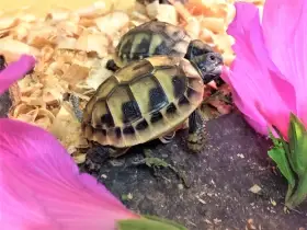 Testudo hermanni a t.marginata 08/2025