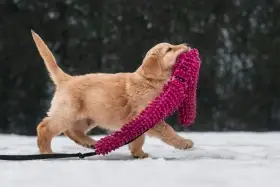 Chopper a Chris hledají láskyplnný domov