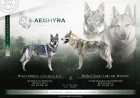 Československý vlčák s PP - vrh D Aeghyra