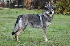 Wicca Valkýra s Divokou krví - matka vrhu