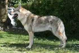 Wolker Vogel Lupi del Montale - otec vrhu