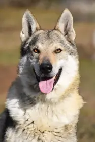 Wolker Vogel Lupi del Montale - otec vrhu