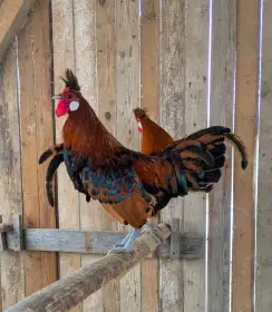 Appenzellský chocholáč