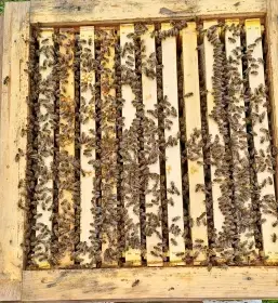 Vyzimovaná včelstva