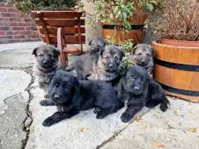 Německý ovčák s PP