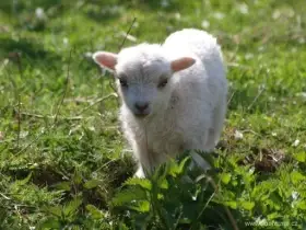 Koupím Ouessantská jehňata