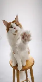 Mainská mývalí s PP - krytí