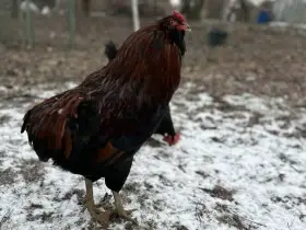 Araukana divoce zbarvená kohout