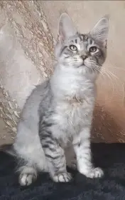 Kocourek mainský mývalí