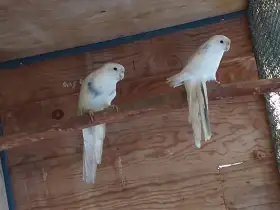 1.1. penant straka, chovný pár  3000,-Kč