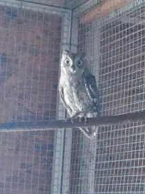 Prodám odchov výrečka malého