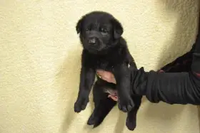 Německý ovčák-ětěnata