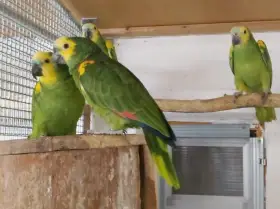 Amazoňan modročelý jižní Amazona a. xanthopteryx