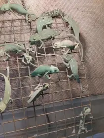 Chameleón jemenský