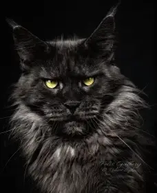 Polydaktyl, kotě, kocourek MCO