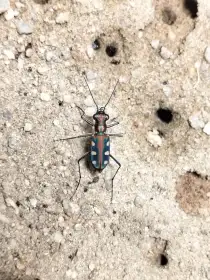 Cicindela aurulenta