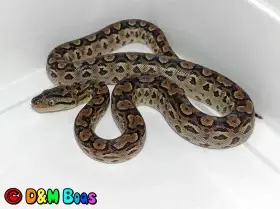 Epicrates cenchria alvarezi CB 5/2025