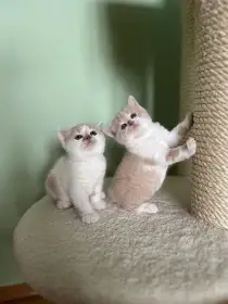 Britská koťátka s PP