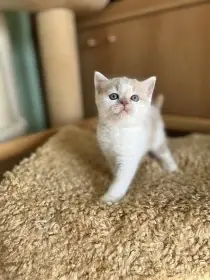 Garry Silver Rain*CZ