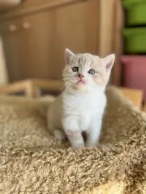 Gimmy Silver Rain*CZ