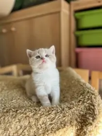 Gimmy Silver Rain*CZ