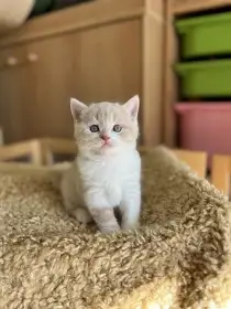 Gimmy Silver Rain*CZ