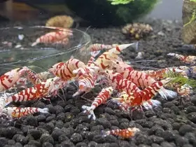 Krevetky Caridina Red Fancy Tiger