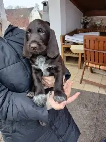 Prodej Českých fousků, pejsci hnědáci