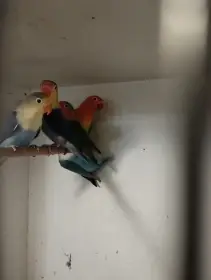 Mlaďata agapornisů