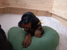 Dobrman Halit Paša – štěňata s PP  Vrh M