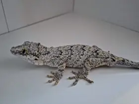 Pagekon hrbolkohlavý (rhacodactylus auriculatus) samec