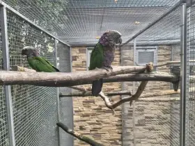 Amazoňan Kubánsky  1:1