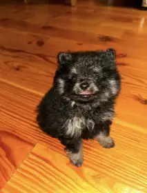 Pomeranian / trpasličí německý špic