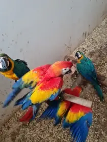 Ara arakaga chovný pár