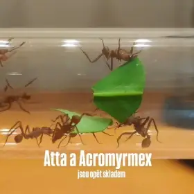 Mravenci střihači Atta / Acromyrmex