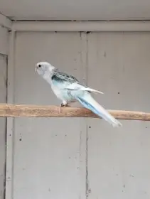 Rosela gold gold a modrá