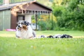 Štěně australského ovčáka