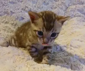 Bengálská rozetová koťátka