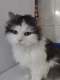 Kočičky hledají domovy.