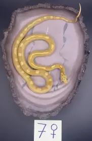 Užovky červené 06/25 a 08/25 (Pantherophis guttatus)