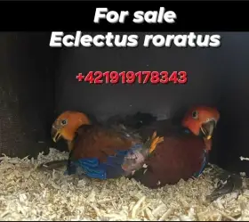 Eclectus rotatus