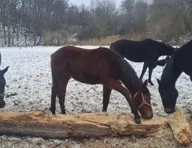 Behisca anglický plnokrevník