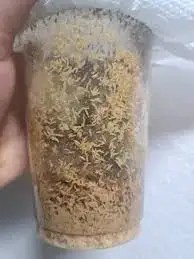 Velké nelétavé octomilky Drosophila hydei