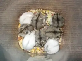 Křečík džungarský