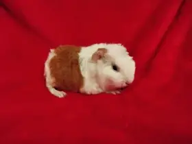 Malá morčátka vhodná na domácí mazlíčky